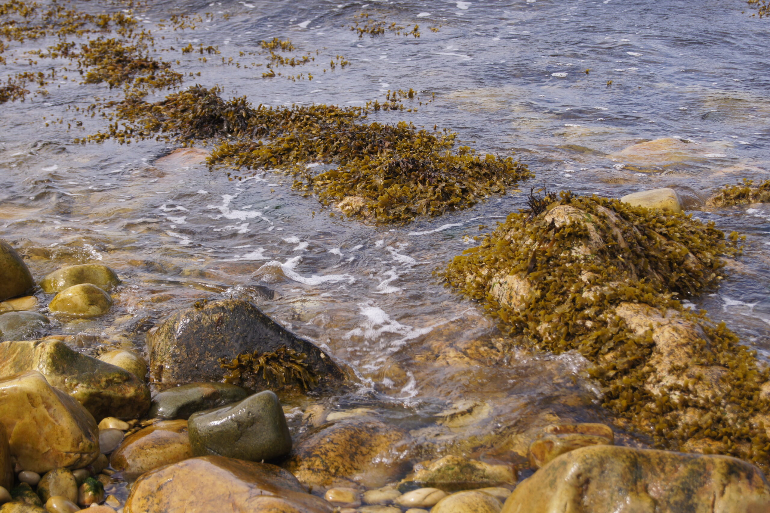 Algaran Irish Harvested Seaweed