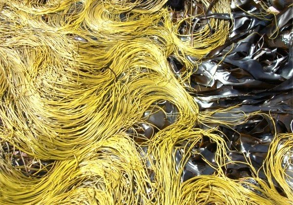 Sea Spaghetti